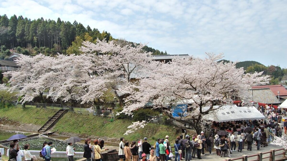 中尾山 桜陶祭の案内画像